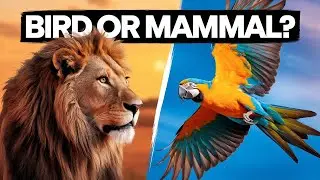 Are Birds Mammals? / If Birds Aren't Mammals, Then What Are They?