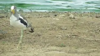 White-crowned Lapwing, Kruger, South Africa 2015
