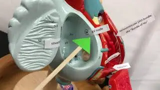 CCC Online Biology Lab - Cardiovascular System, Heart Model (Cardiac Contraction)
