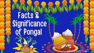 Facts about Pongal Festival | Significance of Pongal festival | Why do we celebrate Pongal festival