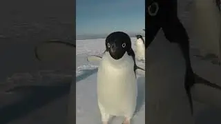 Penguin in Antarctica
