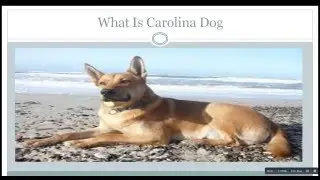 What Is Carolina Dog