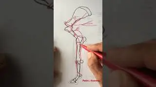 Irrigacion miembro anterior del equino
