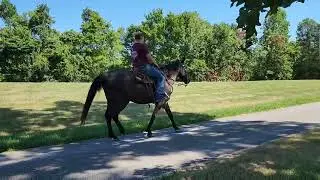 Cobalt black Tennessee Walking horse with chrome.  Gaited Flatshod gelding for sale in Kentucky