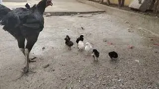 METTA VATAM CHICKS EACH ONE 350