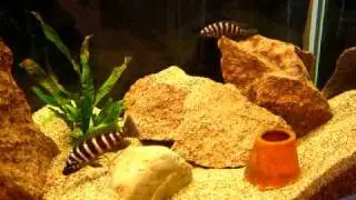 Neolamprologus cylindricus