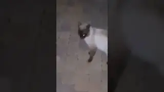 23✅️Коты толкаются