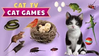 Best Cat Games 🎾 1 Hour of Cat Entertainment & Mental Stimulation 😼