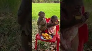 Monkey enjoys family dinner with his loving humans! 🍽️🐒 #CuteDinner #MonkeyHappiness