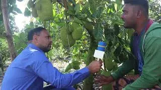 EP-50 বারমাসি আঠা বিহীন কাঠাল চাষে বিঘা প্রতি লাভ হবে চার লক্ষ  টাকা। আমাদের ২য় শাখা এখন  ফরিদপুরে।