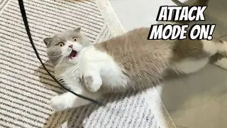 You&rsquo;ve Never Seen a Cat Go THIS Crazy Over a String! 😂 Playtime with Dobby #funnycat #catplaytime