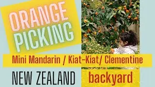 Orange Picking in New Zealand Winter.