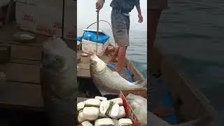 Big fish bocha fish #fishing #videos short #viral