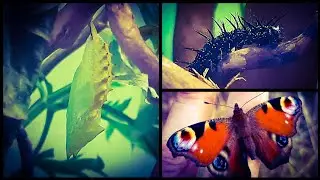 Europaen Peacock Butterfly | Captive Breeding | Timelapse | Care | Information | Aglais io