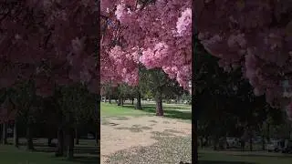 🌸 Pink Trumpet Tree in Full Bloom | Nature&rsquo;s Soft Symphony #nature #flowers  #bloomingbeauty