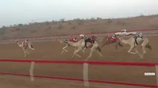 R4 28 12 2025E الشوط (4) هجــن ند الشـيا-المضمر سعيد سالم