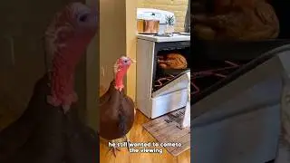 When the Turkey Talks Back 😭🦃 #turkey #thanksgiving #fyp #funny #animals