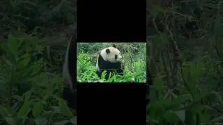 20241230 圓仔滿場找果果 樹梢枝頭不錯過 Giant Panda Yuan Zai #cutepanda #cute