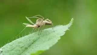 Striped lynx spider kill .... 🕷 Mobile macro&copy; Debroto Photography