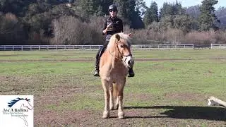 Conditioning Your Horse with Ground Poles