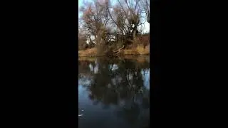 Fly fishing for chub!/ Pescuit la musca după clean!
