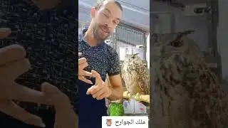 بداية رحلتي في عالم الجوارح 