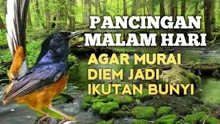 SUARA PANCINGAN MURAI BATU biar Emosi jadi NYAUT GACOR bunyi bongkar isian | TERAPI MURAI BATU 