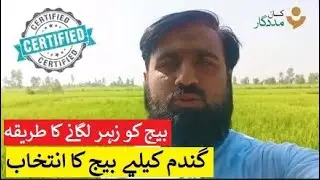Gandum kay leye Beej Ka Intekhab | Certified Seed Selection | Wheat Crop | Sowing | Farmer Advisory