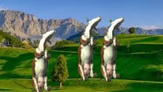 FUNNY COW DANCE 4 │ Cow Song & Cow Videos 2023  Funny Cow Videos