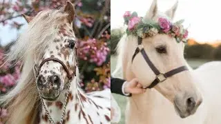 Cute/Funny horse TikTok's