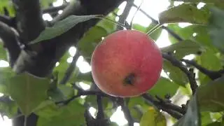 Apple tree - Malus domestica  - Orchard apple - Matarepli - Eplatr&eacute; - Gar&eth;aepli - Eplar&aelig;kt