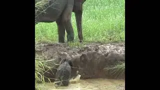 Brave Rescue Team Saves Baby Elephant from Well | Incredible Rescue Operation | Baby elephant
