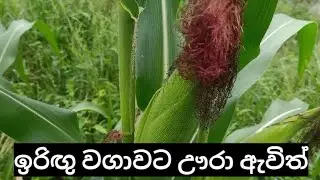 ඉරිඟු වගාවට ඌරා ඇවිත් කල විනාශය