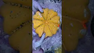 Yellow dyed Flower chalk crush ASMR video #asmr #viral #shorts