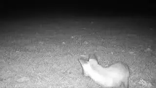 🦊 Weekly Fox Sightings  Trail Cam Fox Action &ndash; Week of 10 08 2025 to 10 14  2025