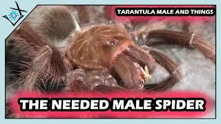 The Male Tarantula I Need【Tarantula Male & Stuff】
