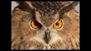 The Magic of Owls,Uilen,Eulen,Chouette.Owls in Nature with music.Edited by Marino van Wakeren