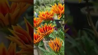 Sikkim Flower #flower #beautiful
