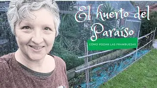 El huerto del para&iacute;so: 🌿 C&Oacute;MO PODAR FRAMBUESAS 🌿 #permacultura