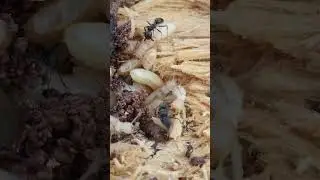 Hormigas vs termitas #shorts #viral