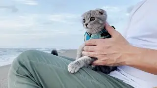 Kitten Lulu goes to the sea!