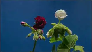 Time laps Beautiful Nature #nature #beautiful #drone #dronevideo #slowmotion