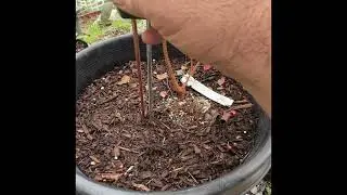 Blueberry Care For Southern California