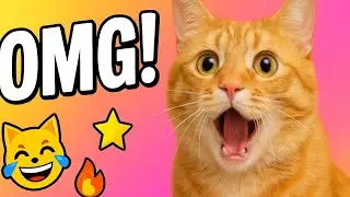 Black & Orange Cat Hides Under the Carpet 😹 | Other Cats Are SHOCKED!