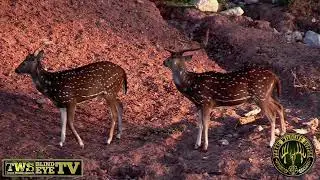 Texas Wildlife Supply Blind Eye TV Axis Attitude