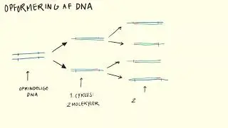 Metoder - PCR | Biotech Academy