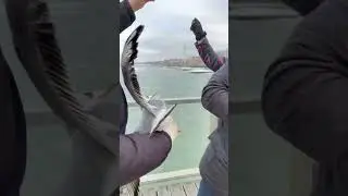 Спасение чайки на Балтике😎