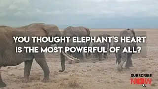 You thought elephant's heart is the most powerful of all?