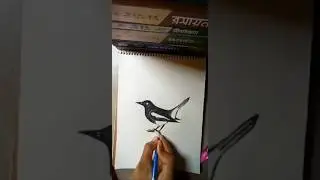 Simple and Realistic Oriental Magpie-Robin Sketch | দোয়েল পাখি আঁকা