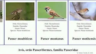Avis, ordo Passeriformes, familia Passeridae bird simplex domesticus griseus montanus henrici